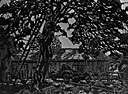 tree heath
