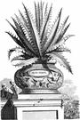 cape aloe - much-branched South African plant with reddish prickly succulent leaves