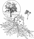 American mountain ash - a variety of mountain ash