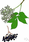 genus Sambucus - elder