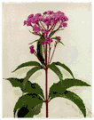 boneset - European herb having small white, pink or purple flowers