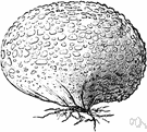 false truffle - any of various fungi of the genus Scleroderma having hard-skinned subterranean fruiting bodies resembling truffles