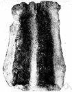 chinchilla - the expensive silvery grey fur of the chinchilla