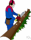 saw log - log large enough to be sawed into boards