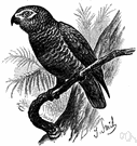 Psittacus - type genus of the Psittacidae: usually restricted to the African grey