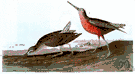 Limnodromus scolopaceus - a dowitcher with a red breast