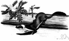 Mustela frenata - the common American weasel distinguished by large size and black-tipped tail