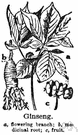 ginseng - aromatic root of ginseng plants