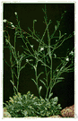 genus Arabis - annual to perennial woody herbs of temperate North America, Europe and Asia: rockcress