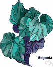 begonia - any of numerous plants of the genus Begonia grown for their attractive glossy asymmetrical leaves and colorful flowers in usually terminal cymes or racemes