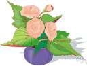 Begonia tuberhybrida - any of numerous hybrid begonias having tuberous roots and variously colored flowers