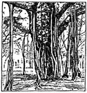 banyan tree - East Indian tree that puts out aerial shoots that grow down into the soil forming additional trunks