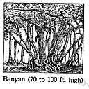 Indian banyan - East Indian tree that puts out aerial shoots that grow down into the soil forming additional trunks