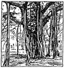 Indian banyan - East Indian tree that puts out aerial shoots that grow down into the soil forming additional trunks
