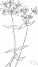 Virgilia divaricata - fast-growing roundheaded tree with fragrant white to deep rose flowers