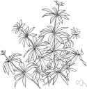 genus Asperula - woodruff