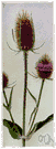 common teasel - teasel with lilac flowers native to Old World but naturalized in North America