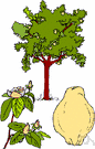 lemon tree - a small evergreen tree that originated in Asia but is widely cultivated for its fruit