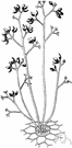 Peronospora - genus of destructive downy mildews