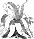 Pyrrosia lingua - east Asian fern having fronds shaped like tongues