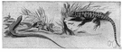 eastern fence lizard - small active lizard of United States and north to British Columbia