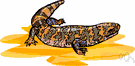 Gila monster - large orange and black lizard of southwestern United States
