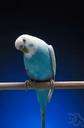 Melopsittacus undulatus - small Australian parakeet usually light green with black and yellow markings in the wild but bred in many colors