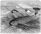 Monodon monoceros - small Arctic whale the male having a long spiral ivory tusk