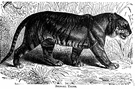 Bengal tiger - southern short-haired tiger