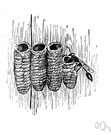 mud dauber - wasp that constructs mud cells on a solid base in which females place eggs laid in paralyzed insect larvae