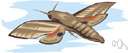 hawk moth - any of various moths with long narrow forewings capable of powerful flight and hovering over flowers to feed hawk moth - any of various moths with long narrow forewings capable of powerful flight and hovering over flowers to feed
