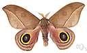 Automeris - io moth