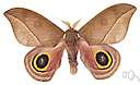 genus Automeris - io moth