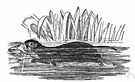 genus Arvicola - in some classifications considered synonymous with Microtus