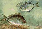 Stenotomus chrysops - found in Atlantic coastal waters of North America from South Carolina to Maine