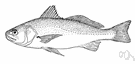 Genyonemus lineatus - small silvery marine food fish found off California