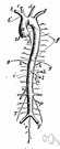 splenic artery - an artery that originates from the celiac trunk and supplies blood to the spleen