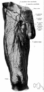 vein of penis - a vein serving the penis