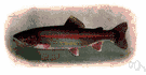 rainbow trout - flesh of Pacific trout that migrate from salt to fresh water