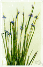 blue-eyed grass - plant with grasslike foliage and delicate blue flowers