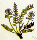 genus Astragalus - large genus of annual or perennial herbs or shrubs of north temperate regions
