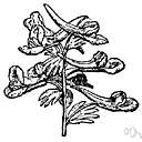 family Tropaeolaceae - coextensive with the genus Tropaeolum