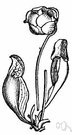 sarracenia - pitcher plants