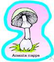 false deathcap - agaric often confused with the death cup