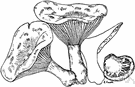 genus Tricholoma - agarics with white spores and a fleshy stalk and notched gills