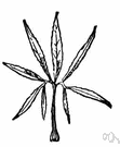 pedate leaf - a leaf having the radiating lobes each deeply cleft or divided
