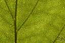 autophytic - of or relating to organisms (as green plants) that can make complex organic nutritive compounds from simple inorganic sources by photosynthesis