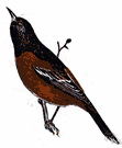 Icterus spurius - the male is chestnut-and-black