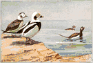 Clangula hyemalis - a common long-tailed sea duck of the northern parts of the United States