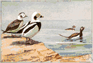oldwife - a common long-tailed sea duck of the northern parts of the United States